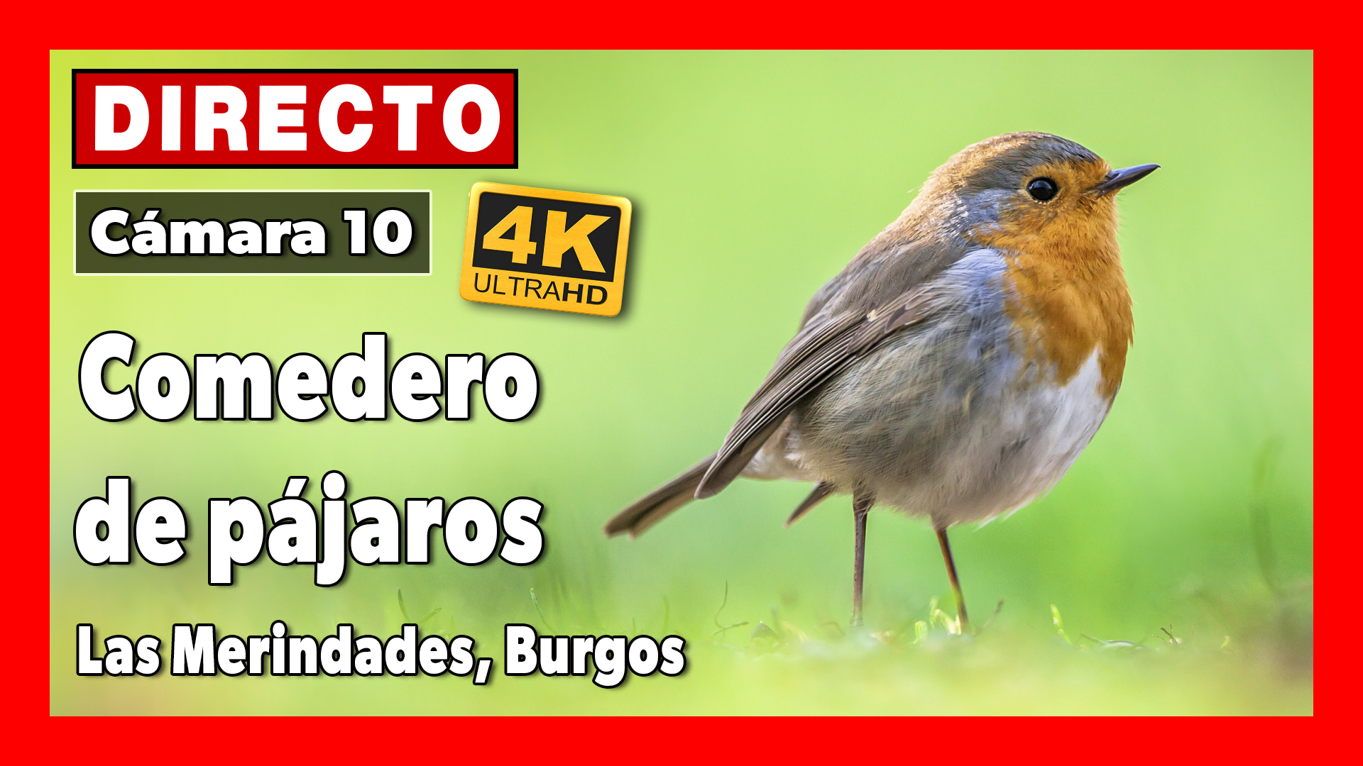 Comedero pájaros y charca 🔴 DIRECTO 4K (Cámara 10 | Las Merindades, Burgos)