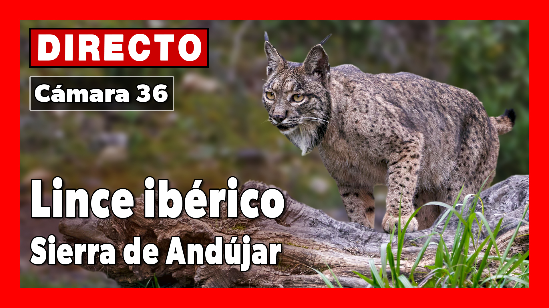 <a href="https://www.youtube.com/watch?v=2NVRNNzIiI4" target="_blank">     <span style="color: white">Lince ibérico 🔴 DIRECTO Sierra Morena (Cámara 36 | Jaén)</span> </a>