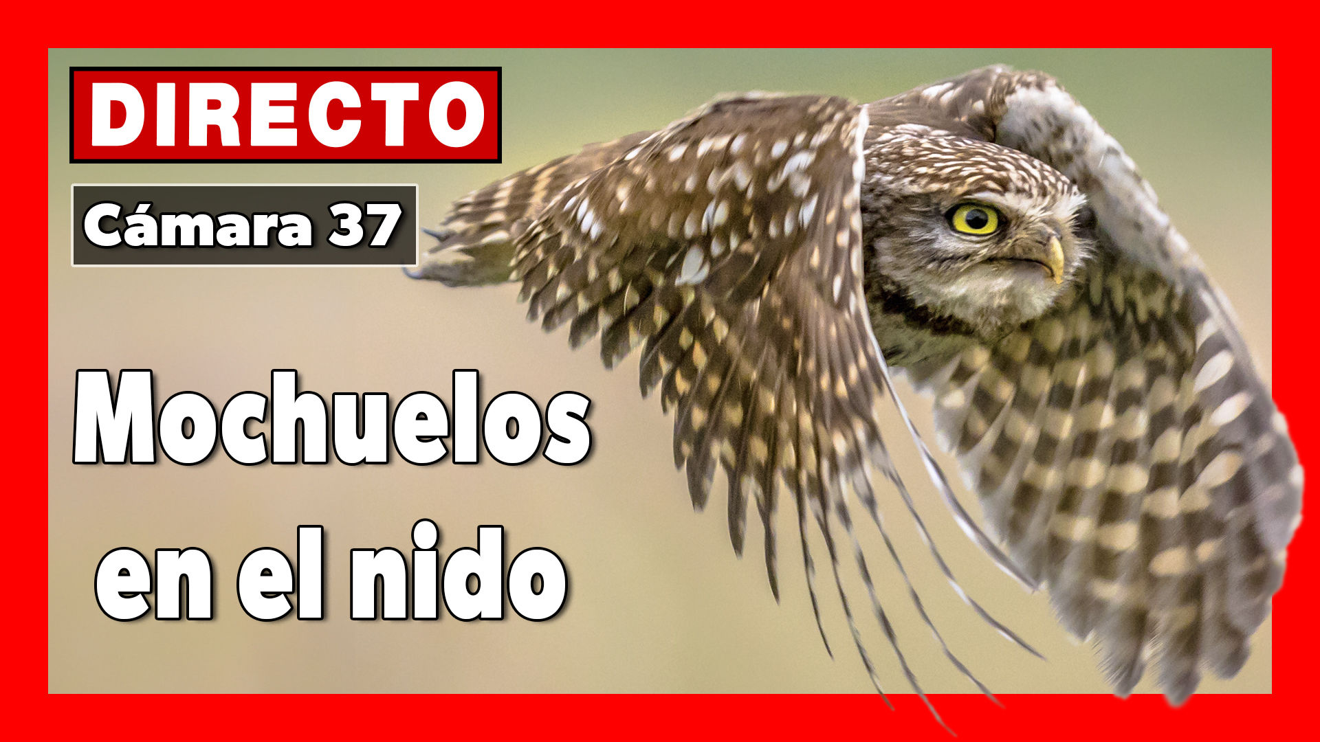 🦉 Mochuelos 🔴 DIRECTO (Cámara 37 Madrid)