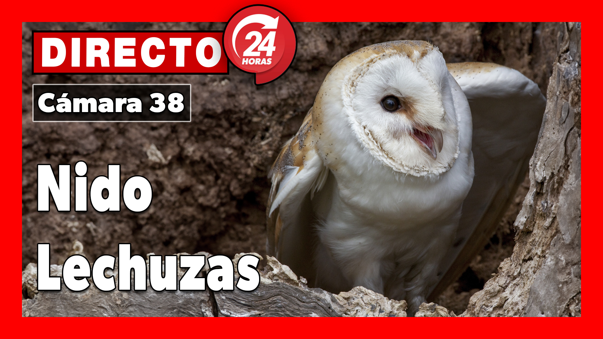 Nidal Lechuzas 🔴 DIRECTO (Cámara 38 | Ávila)