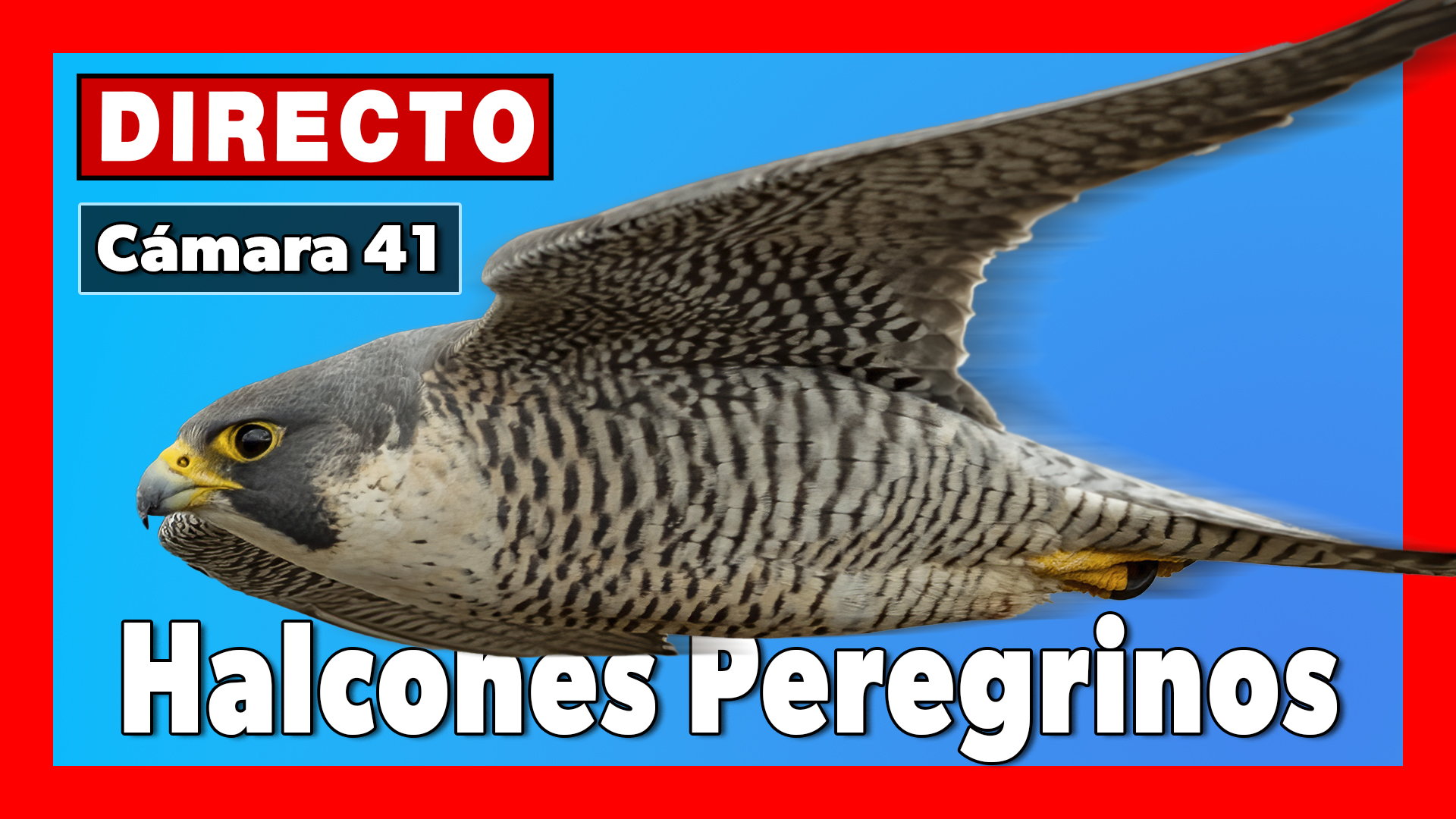 <a href="https://www.youtube.com/watch?v=JKAK2i0k0CI" target="_blank">     <span style="color: white">Halcón peregrino 🔴 DIRECTO Museo de América (Cámara 41 | Madrid)</span> </a>
