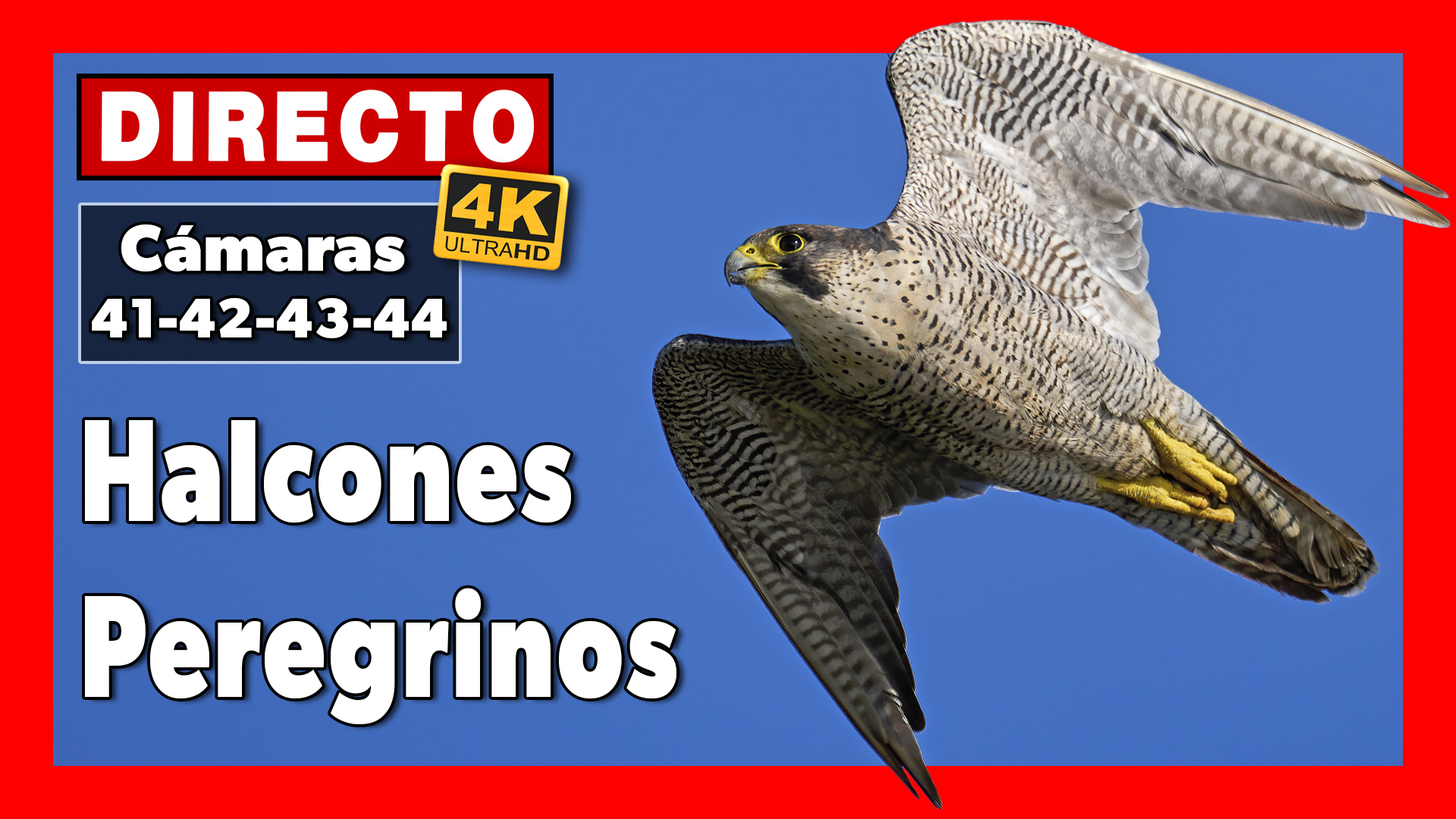 <a href="https://www.youtube.com/watch?v=zKmGQWC8fk8" target="_blank">     <span style="color: white">Halcón peregrino Multicámara en🔴 DIRECTO Museo de América (Cámara 41, 42, 43, 44 | Madrid)</span> </a>