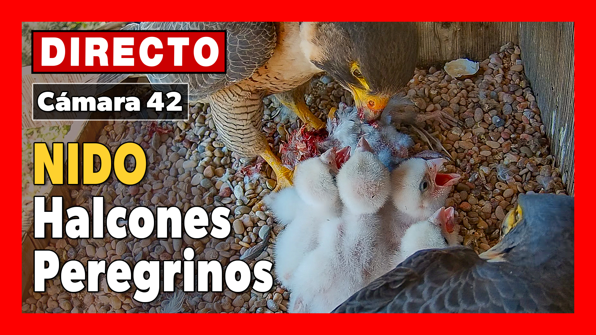 <a href="https://www.youtube.com/watch?v=XzTrYSe7uiE" target="_blank">     <span style="color: white">Halcón peregrino 🔴 DIRECTO Museo de América (Cámara 42 | Madrid)</span> </a>
