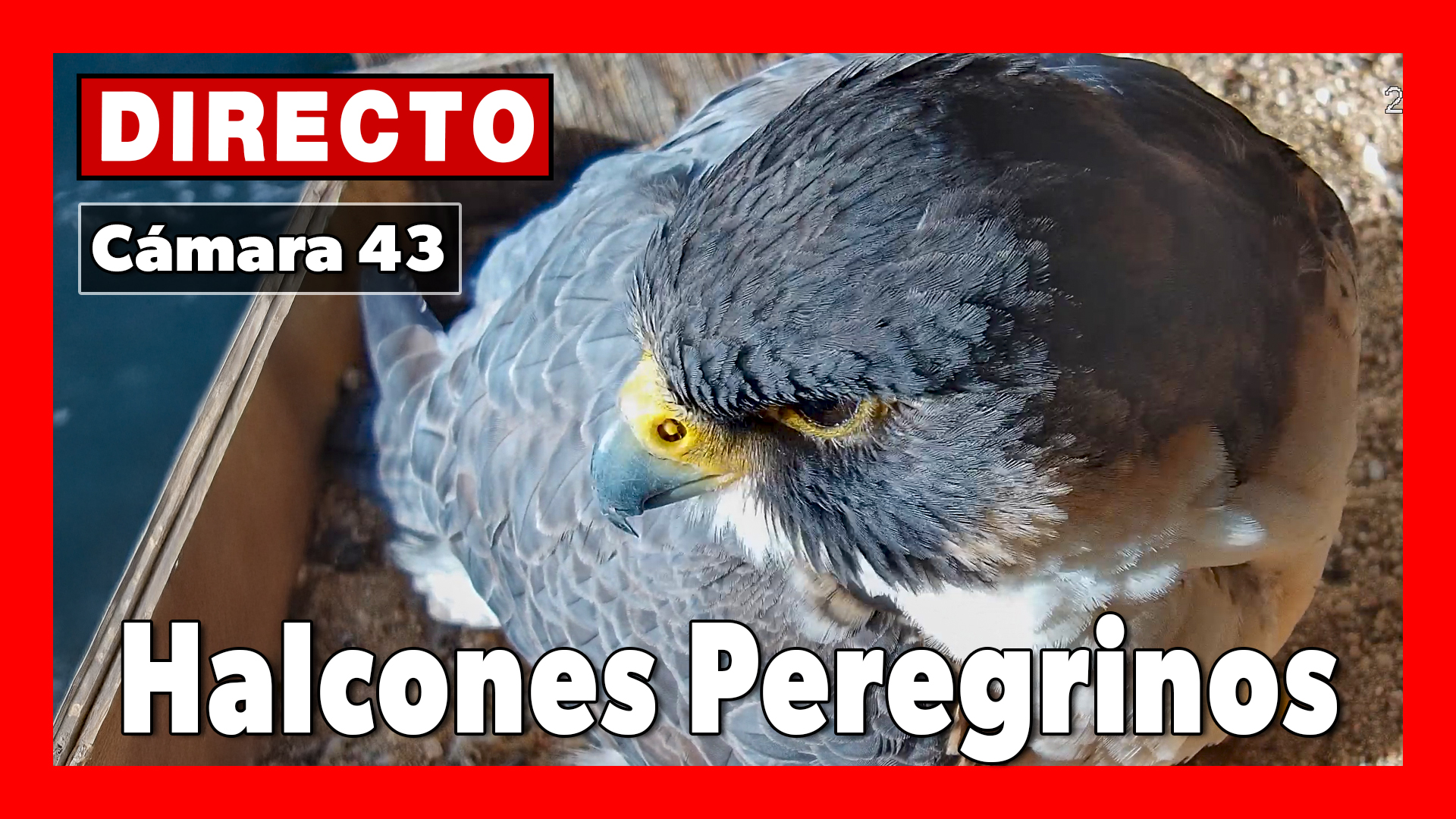 <a href="https://www.youtube.com/watch?v=GEMlw_KTcbA" target="_blank">     <span style="color: white">Halcón peregrino 🔴 DIRECTO Museo de América (Cámara 43 | Madrid)</span> </a>