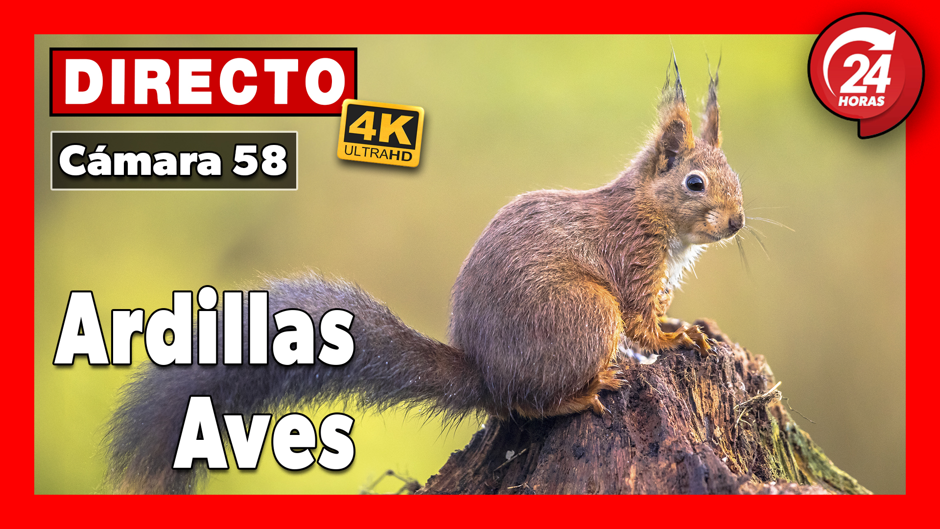 <a href="https://www.youtube.com/watch?v=3e6Fv3_pJYA" target="_blank">     <span style="color: white">Comedero de AVES y Ardillas 🔴 DIRECTO 4K (Cámara 58 | Liérganes, Cantabria)</span> </a>