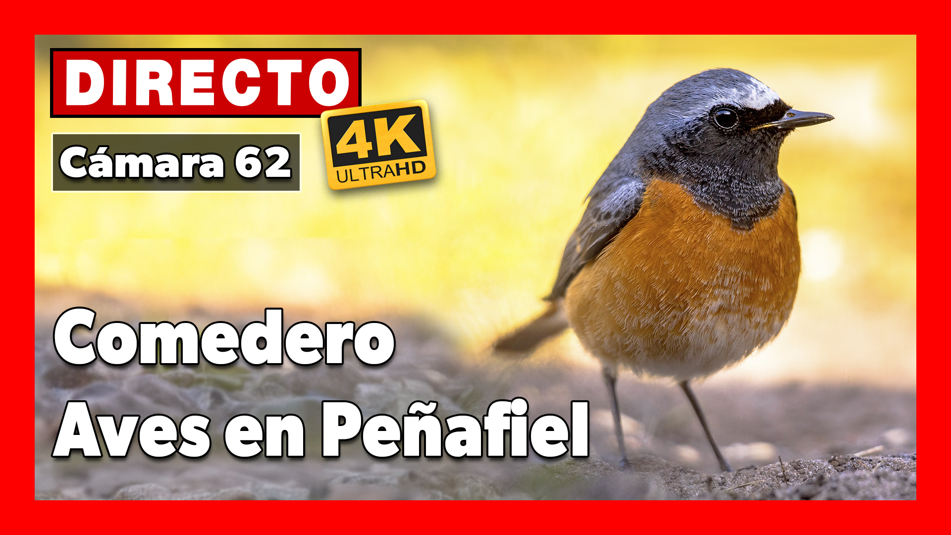<a href="https://www.youtube.com/watch?v=pY-CSJGNjVc" target="_blank">     <span style="color: white">Peñafiel. Comedero aves 🔴 DIRECTO (Cámara 62 | Peñafiel, Valladolid)</span> </a>